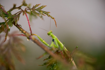 Mantide Religiosa