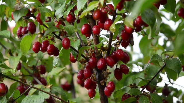 Cornus mas, Cornelian cherry, European cornel,  Cornelian cherry dogwood, tree