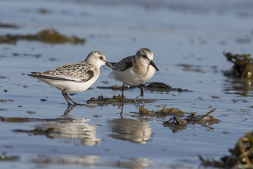 Obraz premium Sanderling (Calidris alba) 