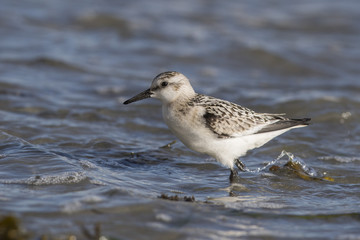 Sanderling (Calidris alba) 
