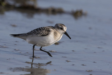 Sanderling (Calidris alba) 