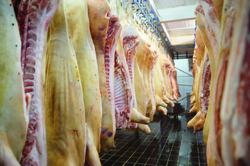 Fototapeta na wymiar carcases of pig meat in the refrigerator at the factory