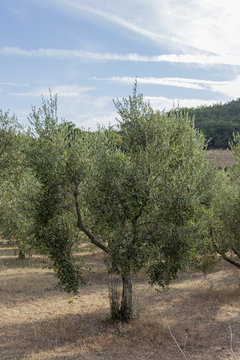 Toskanischer Olivenbaum