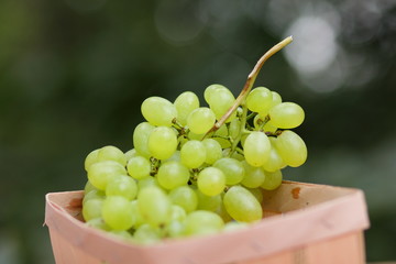 A bunch of green grapes in a wooden basket on a window