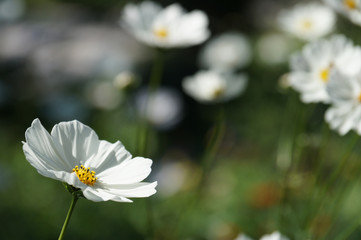 white flowers with a bokeh