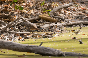 pavãozinho-do-pará (Eurypyga helias)