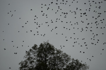 Rusty Blackbirds