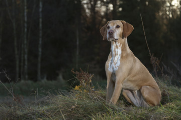 magyar Vizsla dog sitting on a glade