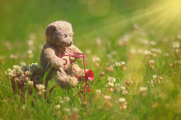 Cute teddybear riding a in the summer grass in the sunlght.