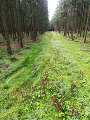 fichtenwald