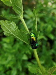 Mint Leaf Beetle - Chrysolina herbacea - Chrysomela menthastri