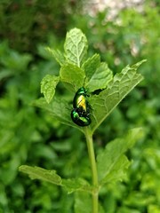 Mint Leaf Beetle - Chrysolina herbacea - Chrysomela menthastri