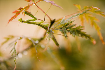 Mantide Religiosa