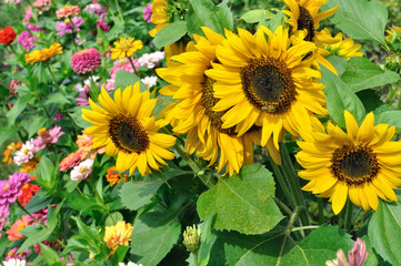 Fototapeta premium close-up of blooming sunflowers in the garden 