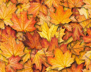 Naklejka na ściany i meble Seamless texture with maple leaves