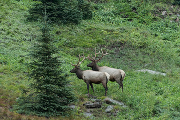 Two Bull  Elk