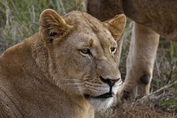 Obraz na płótnie Canvas Lioness Resting