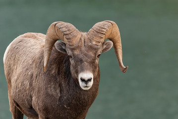 Fototapeta premium Long Horn Sheep 1