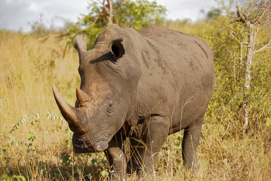 Rhino in the Bush