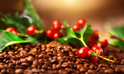Coffee. Real coffee plant on roasted coffee background