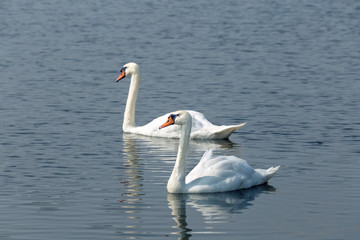 Fototapeta na wymiar pair of white swans