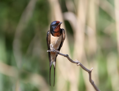 One barn swallow sits on the reed.