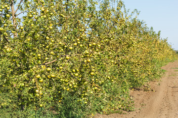 Fototapeta na wymiar Apple orchard with apple harvest