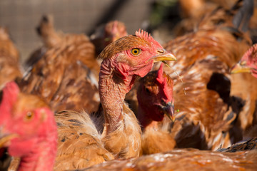 Red chickens with bare necks in the henhouse peck green grass