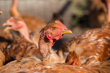 Red chickens with bare necks in the henhouse peck green grass