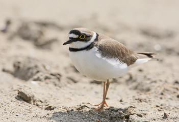 Close up portrait of ringed plover in breeding plumage on the sand.