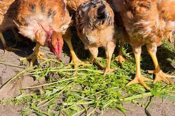 Red chickens with bare necks in the henhouse peck green grass