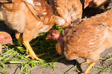 Red chickens with bare necks in the henhouse peck green grass