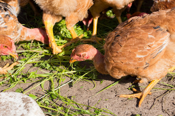 Red chickens with bare necks in the henhouse peck green grass