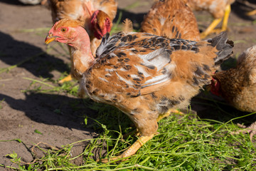 Red chickens with bare necks in the henhouse peck green grass