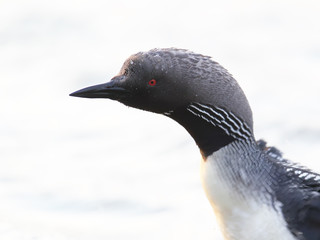 Black-throated loon close up portrait
