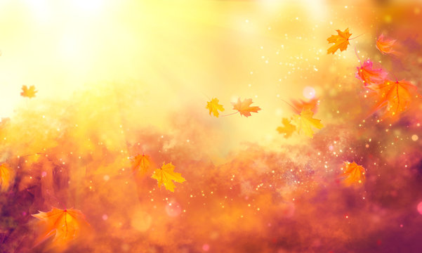 Fall background. Autumn colorful leaves and sun flares