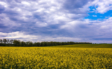 Fototapeta premium Canola field, landscape on a background of clouds. Canola biofuel.