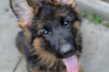 Close Up Portrait of German Shepherd Puppy. Cute Fluffy Little Pet