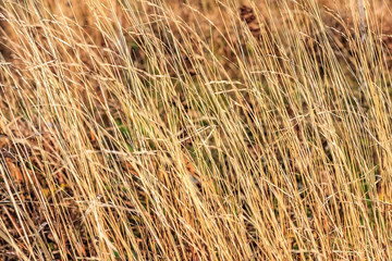 Brown yellow grass autumn sunny background