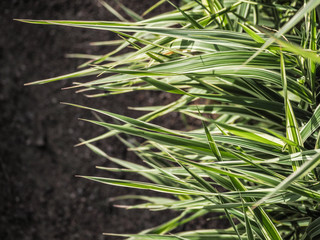 Hakonechloa. The natural backdrop of plants, Hakonechloa. Ornamental plants for landscaping gardens and parks. Hakonechloa macra. 
