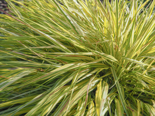 Hakonechloa. The natural backdrop of plants, Hakonechloa. Ornamental plants for landscaping gardens and parks. Hakonechloa macra. 
