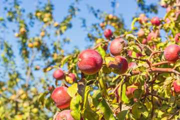 Red ripe apples on a branch, close-up