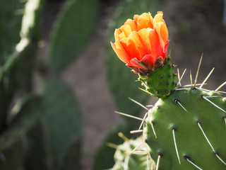 Flower of cactus. Flowering cactus close-up. Prickly pears.
