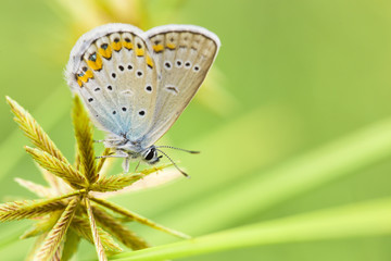 The butterfly sits on a green stalk.