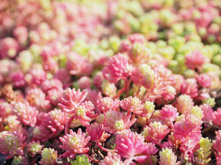 Plant Stonecrop Sedum close-up. A living carpet of plants. Ornamental plants for landscaping gardens and parks.
