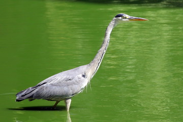 heron Ukraine 2017
