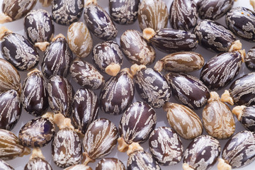 seeds of castor oil - Ricinus communis
