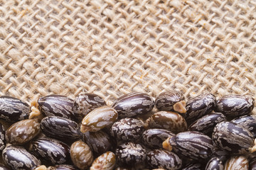 seeds of castor oil - Ricinus communis