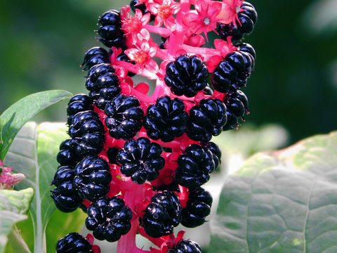 American pokeweed macro photo.