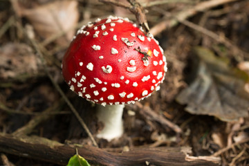 Amanita muscaria, Fliegenpilz im Wald